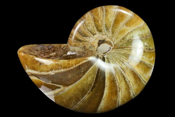 Polished Fossil Nautiloid (Cymatoceras) - Madagascar #133191